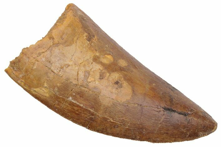 Serrated, Carcharodontosaurus Tooth - Real Dinosaur Tooth #230613